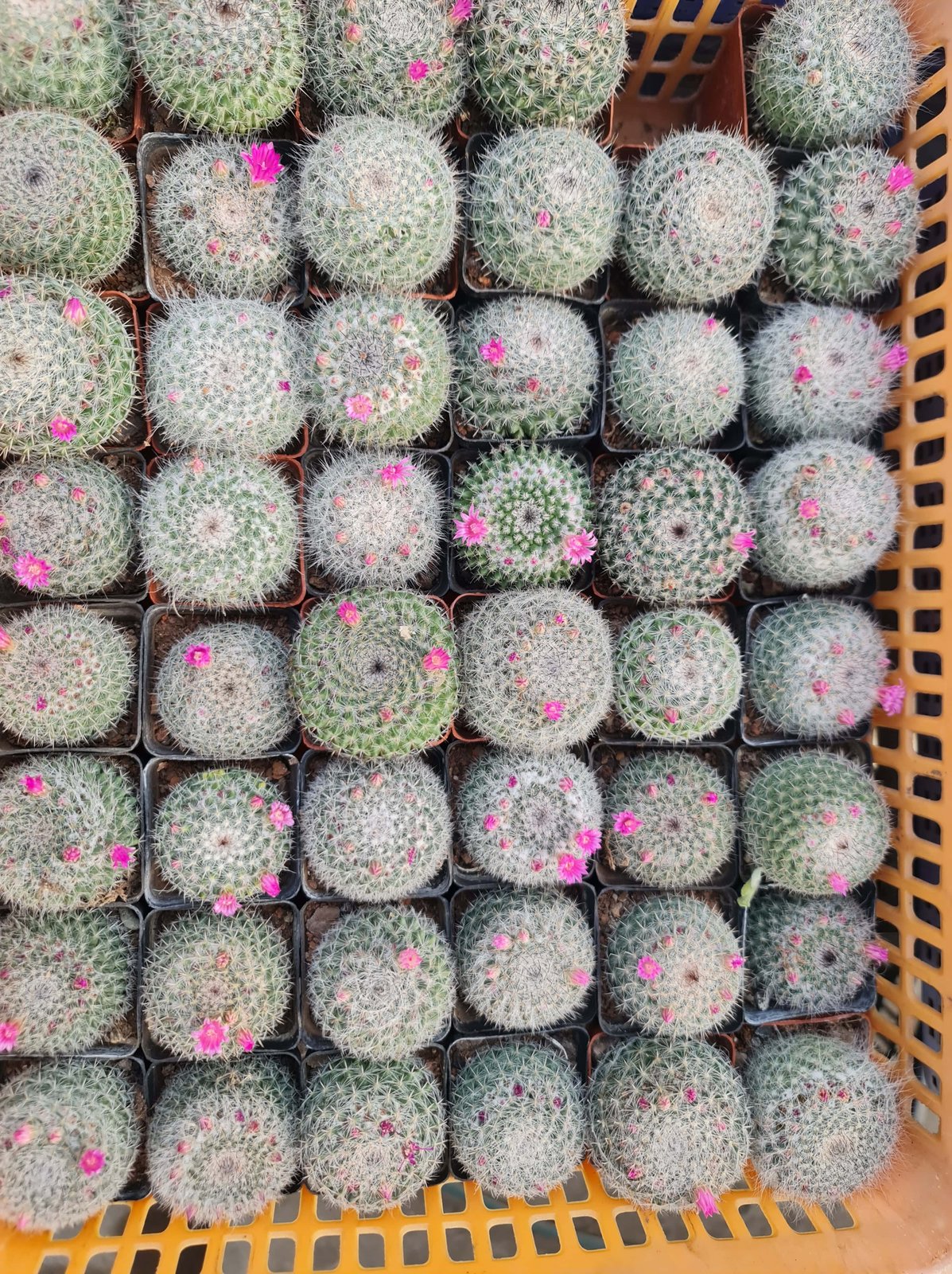 CÂY XƯƠNG RỒNG SINH NHẬT, (cao 5cm), cây phong thủy hút tài lộc để bàn mini GIÁ RẺ, lọc không khí, Cây Tươi Nguyên CTN0820 3