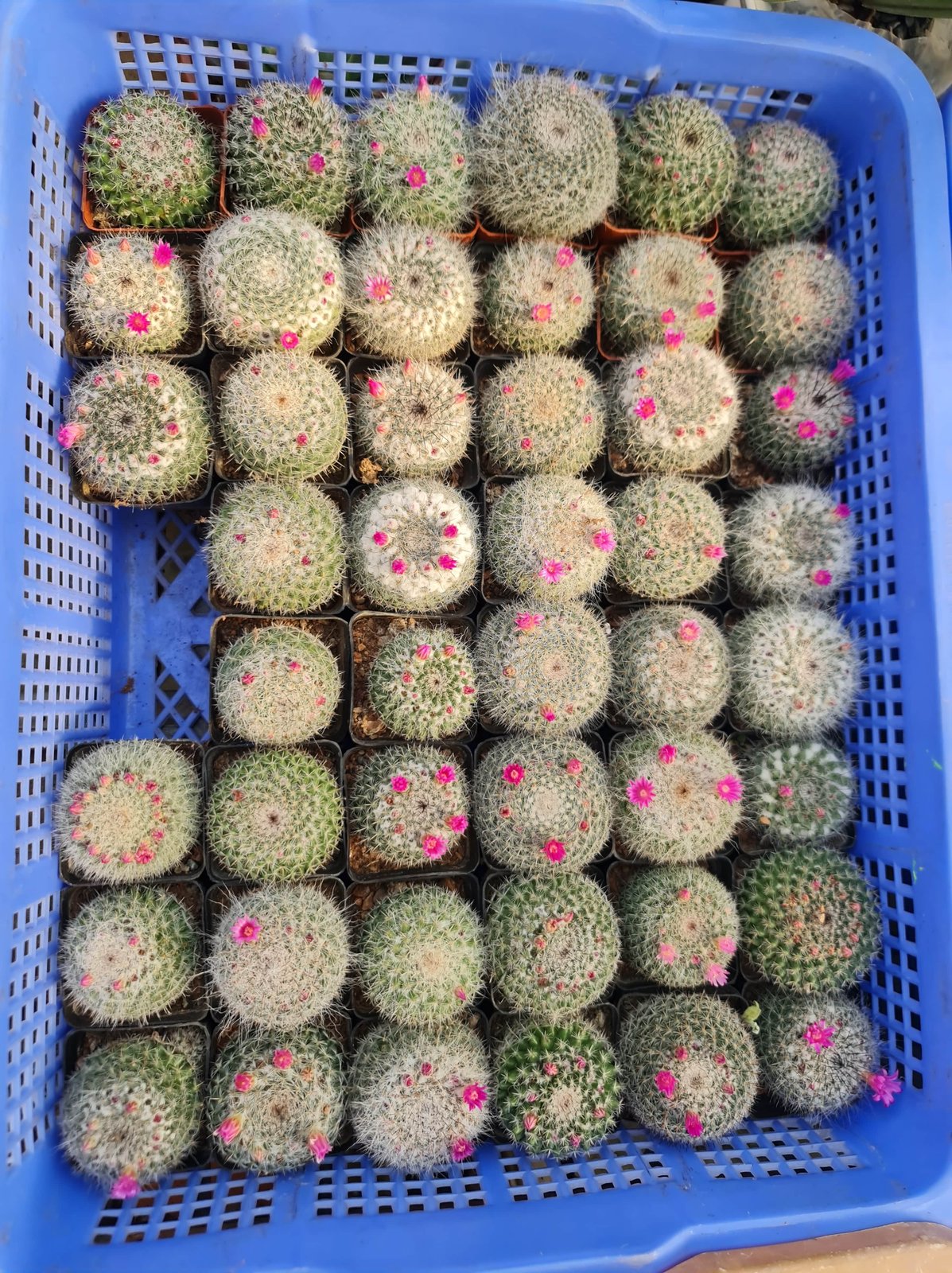 CÂY XƯƠNG RỒNG SINH NHẬT, (cao 5cm), cây phong thủy hút tài lộc để bàn mini GIÁ RẺ, lọc không khí, Cây Tươi Nguyên CTN0820 2