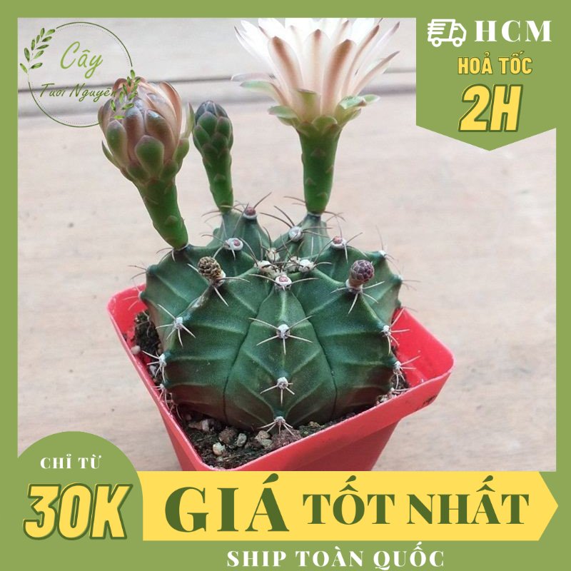 CÂY XƯƠNG RỒNG GYMNO, (cao 5cm), cây phong thủy hút tài lộc để bàn mini GIÁ RẺ, lọc không khí, Cây Tươi Nguyên CTN0610