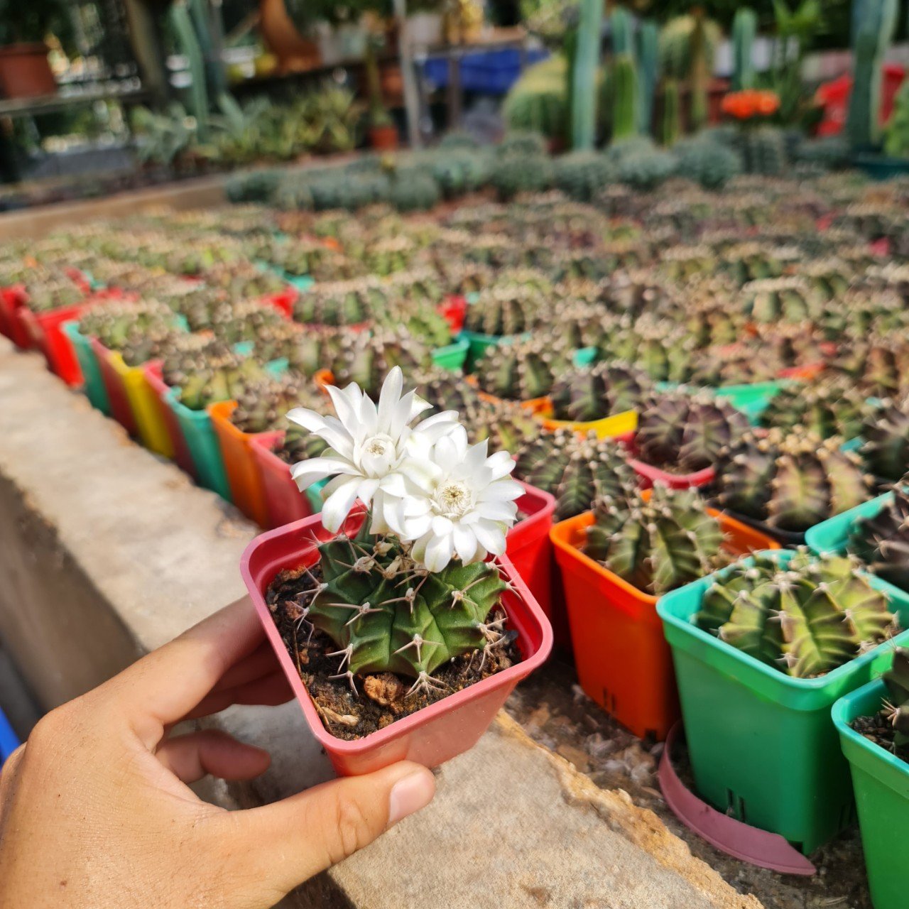 CÂY XƯƠNG RỒNG GYMNO, (cao 5cm), cây phong thủy hút tài lộc để bàn mini GIÁ RẺ, lọc không khí, Cây Tươi Nguyên CTN0610 3