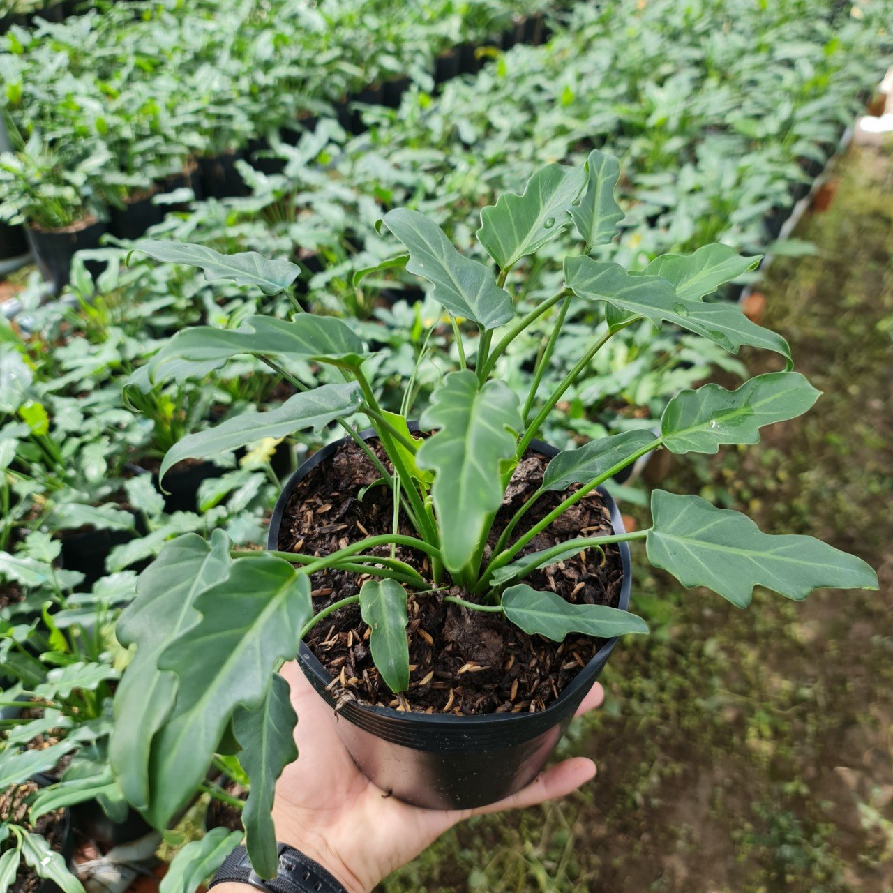 CÂY TRẦU BÀ CHÂN VỊT, (cao 15cm), cây phong thủy hút tài lộc để bàn mini GIÁ RẺ, lọc không khí, Cây Tươi Nguyên CTN0560 2