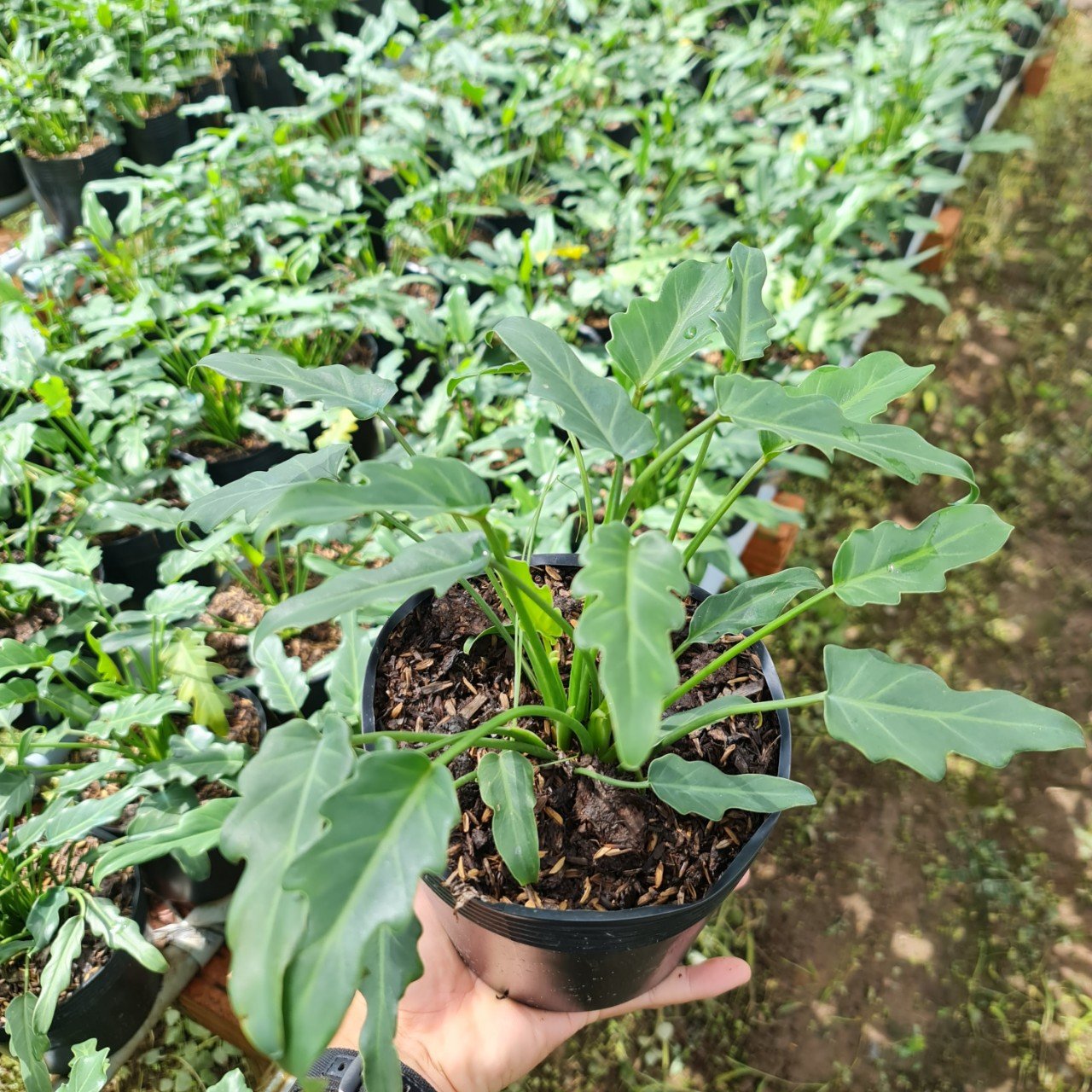 CÂY TRẦU BÀ CHÂN VỊT, (cao 15cm), cây phong thủy hút tài lộc để bàn mini GIÁ RẺ, lọc không khí, Cây Tươi Nguyên CTN0560 3