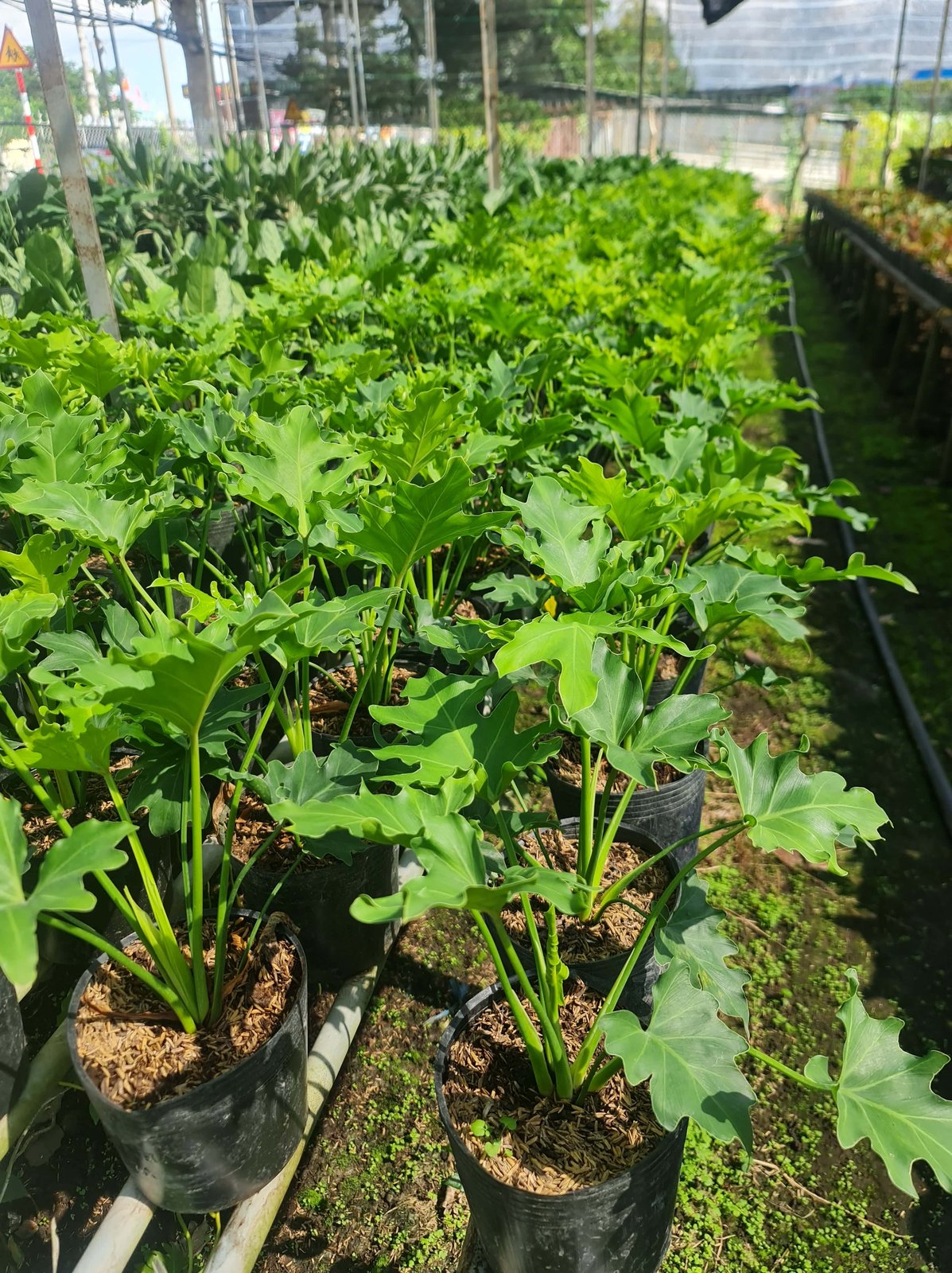 CÂY TRẦU BÀ THANH XUÂN SIZE NHỎ, (cao 25cm), cây phong thủy hút tài lộc để bàn mini GIÁ RẺ, lọc không khí, Cây Tươi Nguyên CTN0880 2