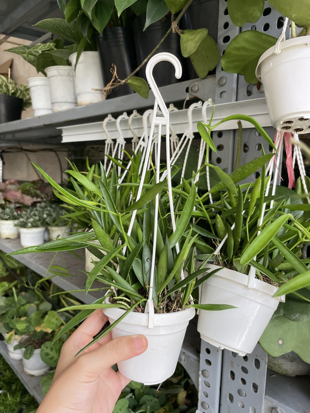 CÂY CẨM CÙ TRÚC MÂY Size MINI, (cao 10cm), Cây cảnh, dễ trồng GIÁ RẺ, nở quanh năm, Cây Tươi Nguyên CTN0950 3