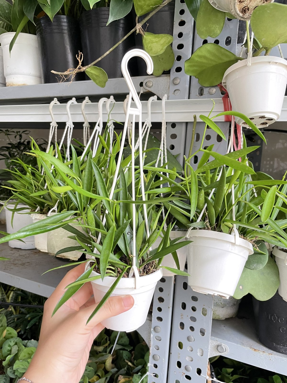 CÂY CẨM CÙ TRÚC MÂY Size MINI, (cao 10cm), Cây cảnh, dễ trồng GIÁ RẺ, nở quanh năm, Cây Tươi Nguyên CTN0950 2