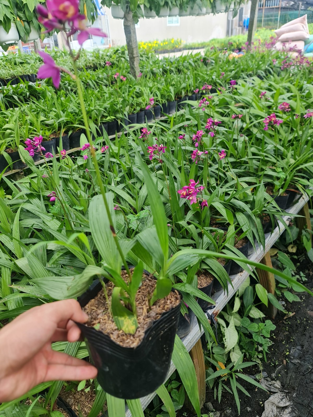 CÂY HOA ĐỊA LAN TÍM ,(cao 15cm), Cây cảnh, dễ trồng GIÁ RẺ, nở quanh năm, Cây Tươi Nguyên CTN0590 2