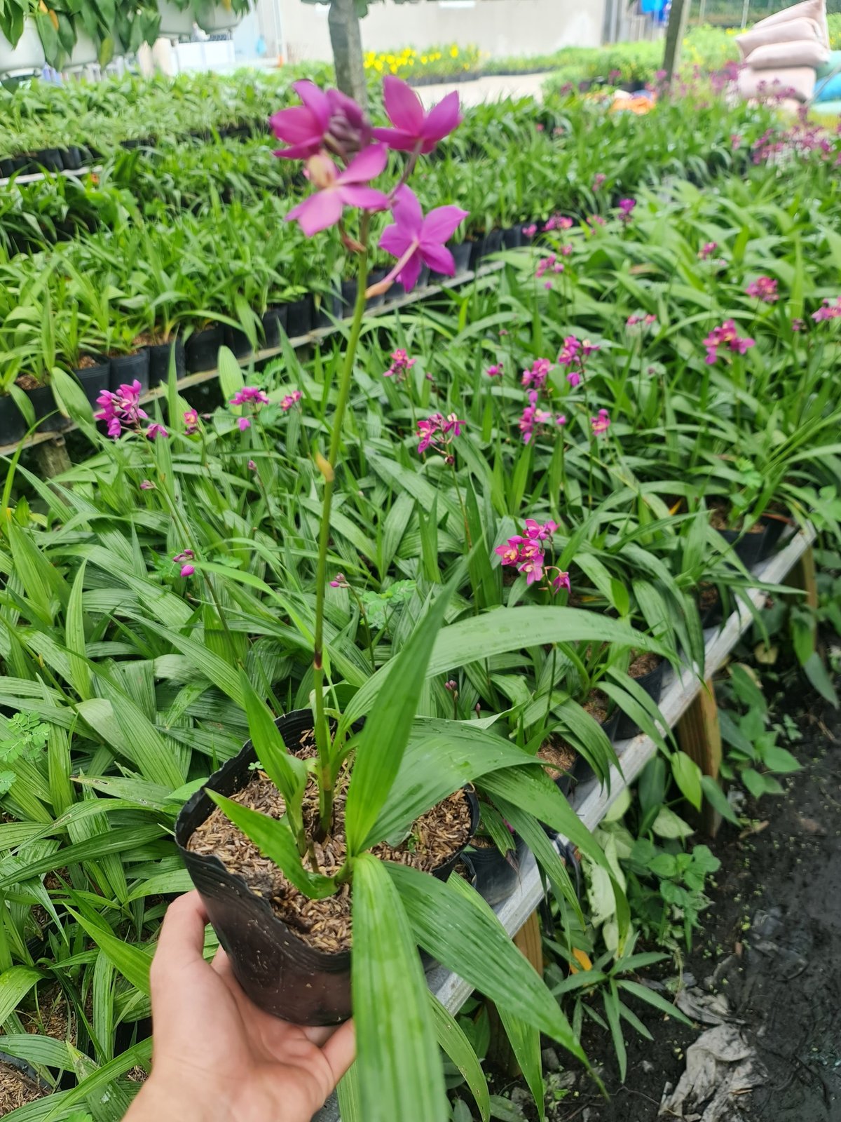 CÂY HOA ĐỊA LAN TÍM ,(cao 15cm), Cây cảnh, dễ trồng GIÁ RẺ, nở quanh năm, Cây Tươi Nguyên CTN0590 3