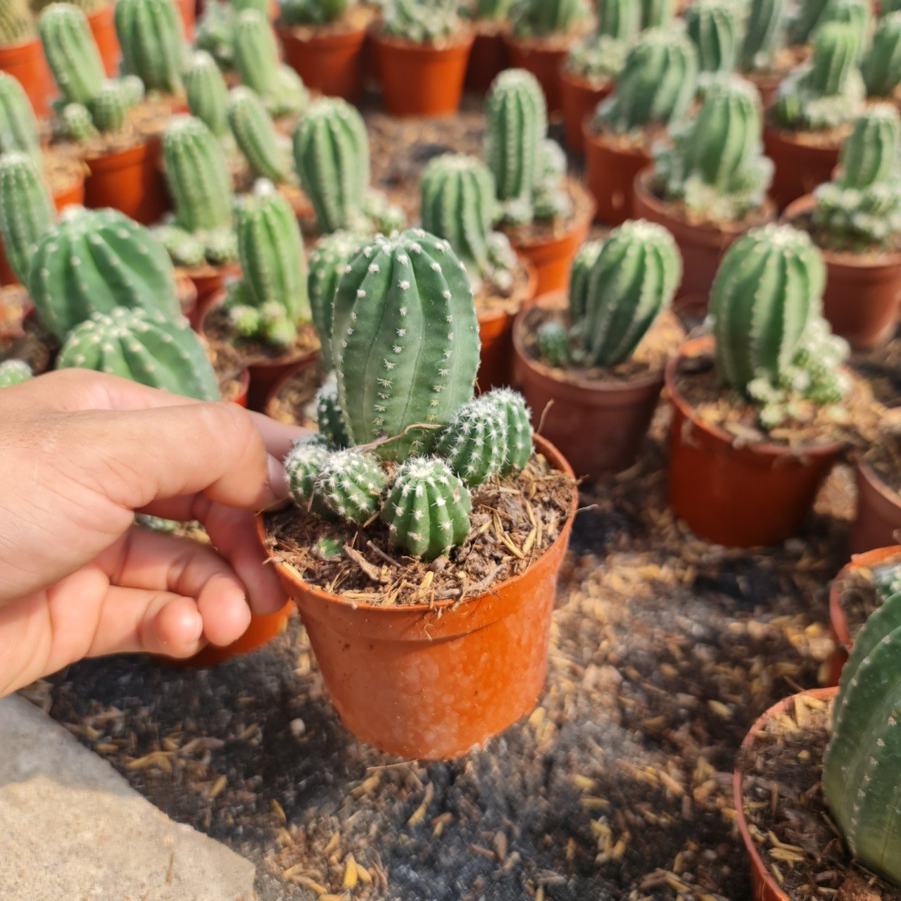 CÂY XƯƠNG RỒNG ECHINO, (cao 7cm), cây phong thủy hút tài lộc để bàn mini GIÁ RẺ, lọc không khí, Cây Tươi Nguyên CTN0620 2