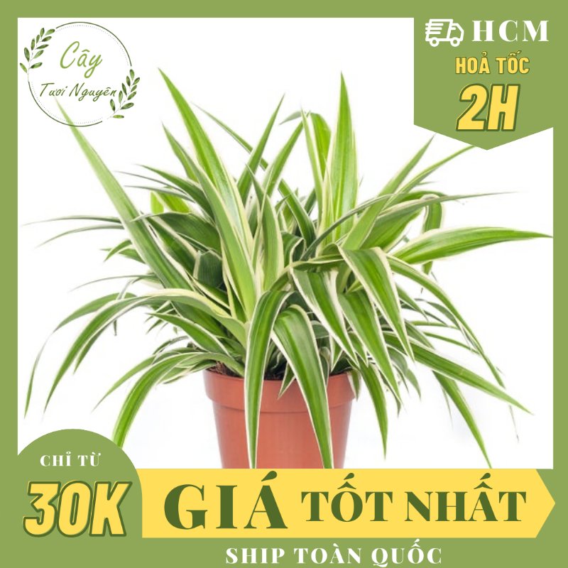 CÂY CỎ LAN CHI ,(cao 7cm), cây phong thủy hút tài lộc để bàn mini GIÁ RẺ, lọc không khí, Cây Tươi Nguyên CTN0550