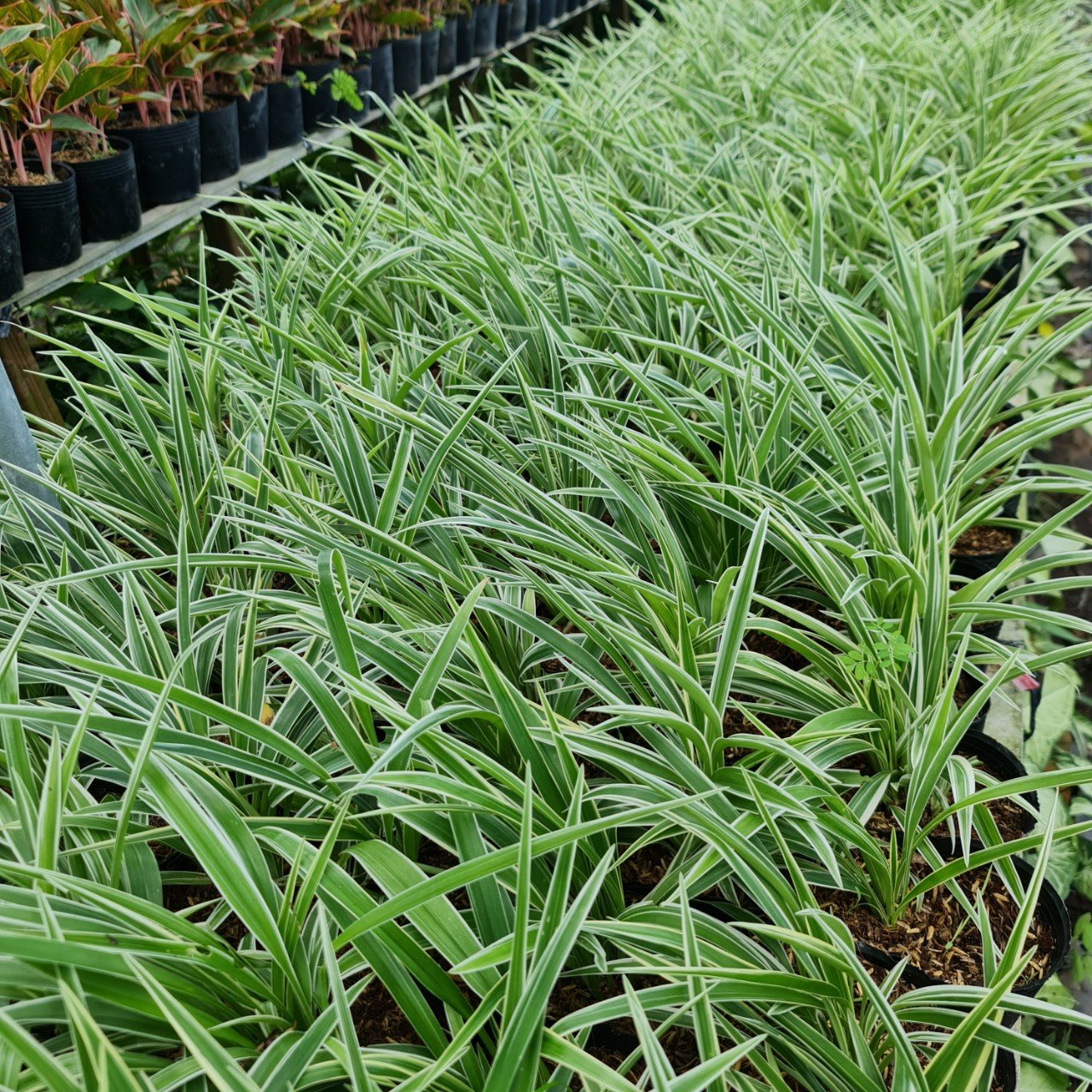 CÂY CỎ LAN CHI ,(cao 7cm), cây phong thủy hút tài lộc để bàn mini GIÁ RẺ, lọc không khí, Cây Tươi Nguyên CTN0550 3