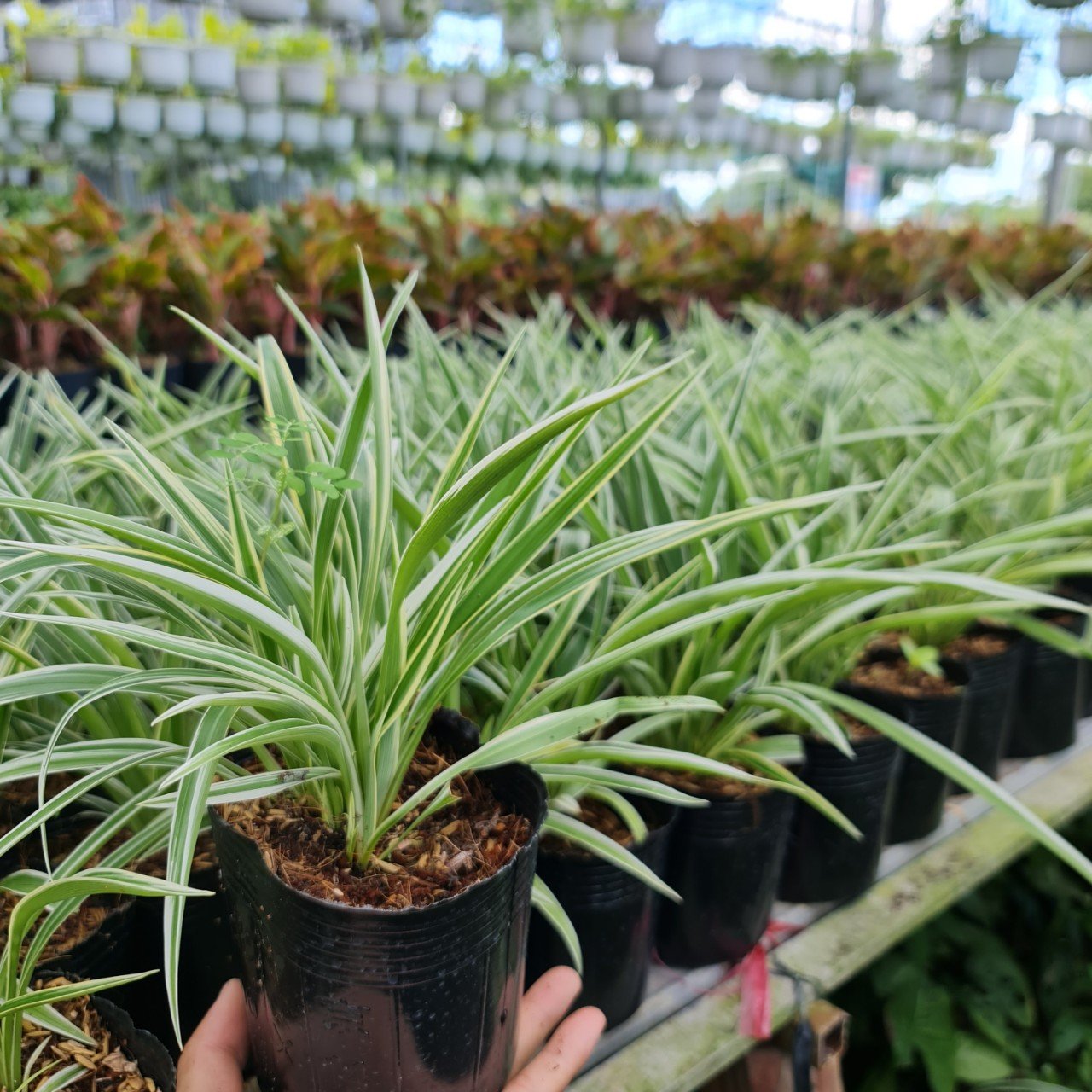 CÂY CỎ LAN CHI ,(cao 7cm), cây phong thủy hút tài lộc để bàn mini GIÁ RẺ, lọc không khí, Cây Tươi Nguyên CTN0550 2