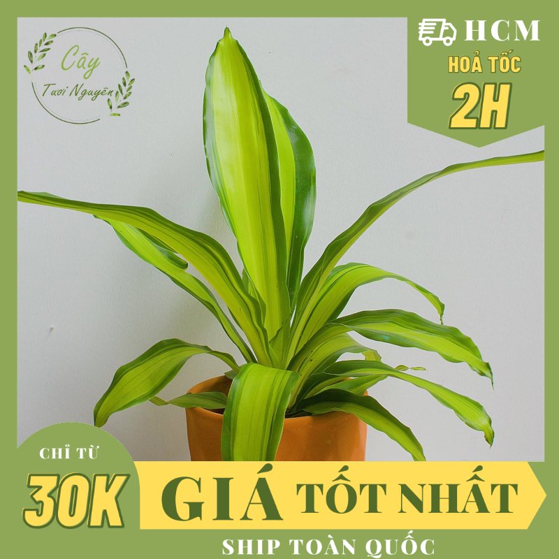 CÂY PHÁT TÀI SỌC VÀNG (Thiết mộc lan), (cao 30cm), cây phong thủy hút tài lộc để bàn mini GIÁ RẺ, lọc không khí, Cây Tươi Nguyên CTN0760
