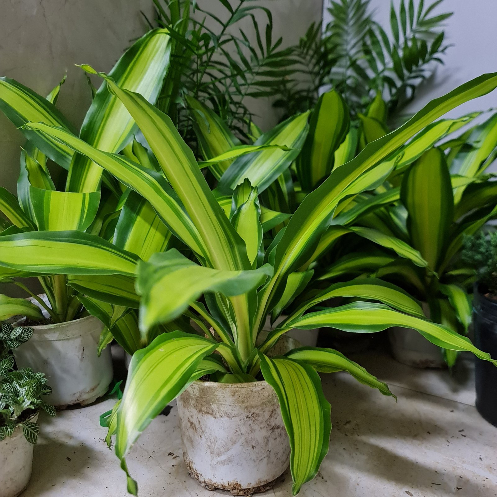CÂY PHÁT TÀI SỌC VÀNG (Thiết mộc lan), (cao 30cm), cây phong thủy hút tài lộc để bàn mini GIÁ RẺ, lọc không khí, Cây Tươi Nguyên CTN0760 2