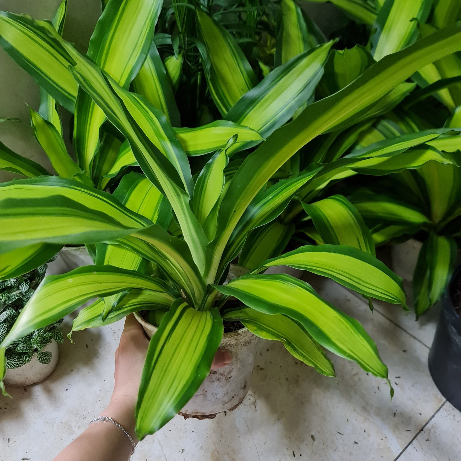 CÂY PHÁT TÀI SỌC VÀNG (Thiết mộc lan), (cao 30cm), cây phong thủy hút tài lộc để bàn mini GIÁ RẺ, lọc không khí, Cây Tươi Nguyên CTN0760 3