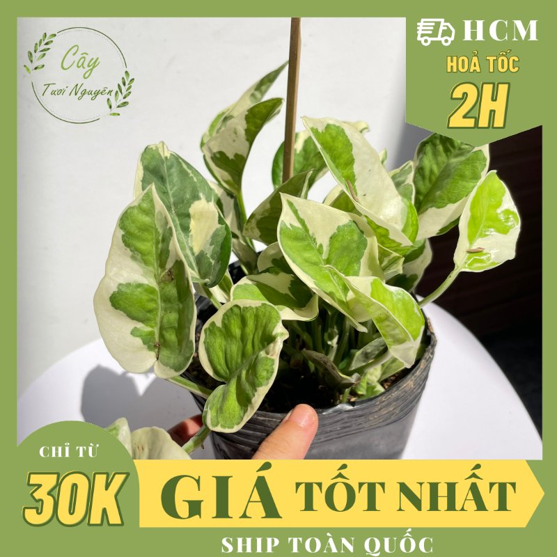 CÂY TRẦU BÀ CẨM THẠCH, (cao 15 cm), cây phong thủy hút tài lộc để bàn mini GIÁ RẺ, lọc không khí, Cây Tươi Nguyên CTN0440
