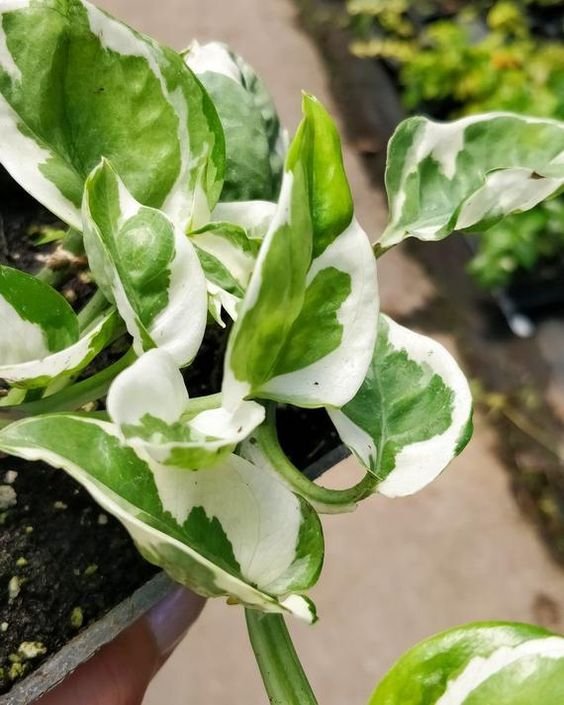 CÂY TRẦU BÀ CẨM THẠCH, (cao 15 cm), cây phong thủy hút tài lộc để bàn mini GIÁ RẺ, lọc không khí, Cây Tươi Nguyên CTN0440 2