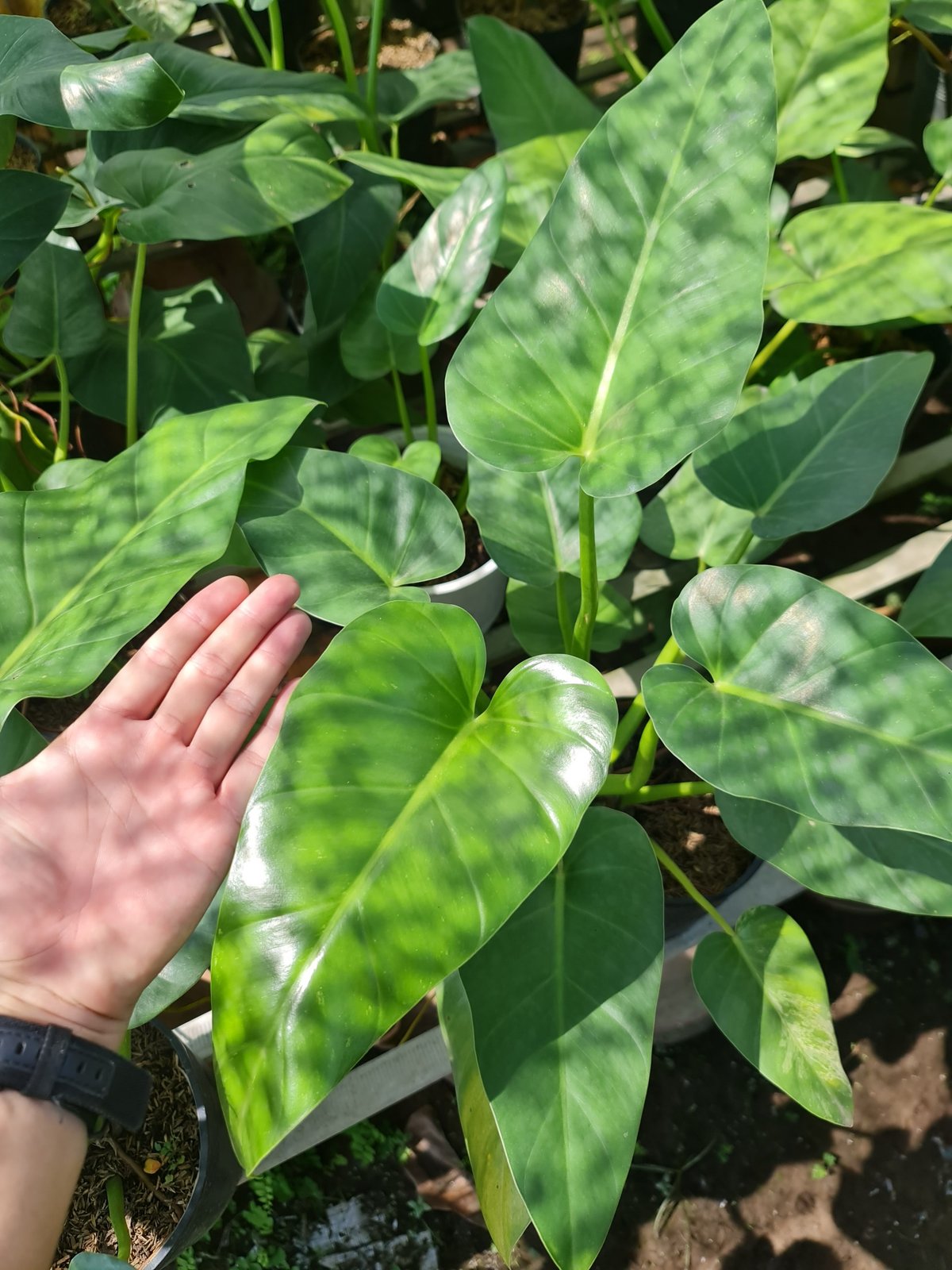 CÂY ĐẠI HOÀNG PHÚ, (cao 50cm), cây phong thủy hút tài lộc để bàn mini GIÁ RẺ, lọc không khí, Cây Tươi Nguyên CTN0460 3