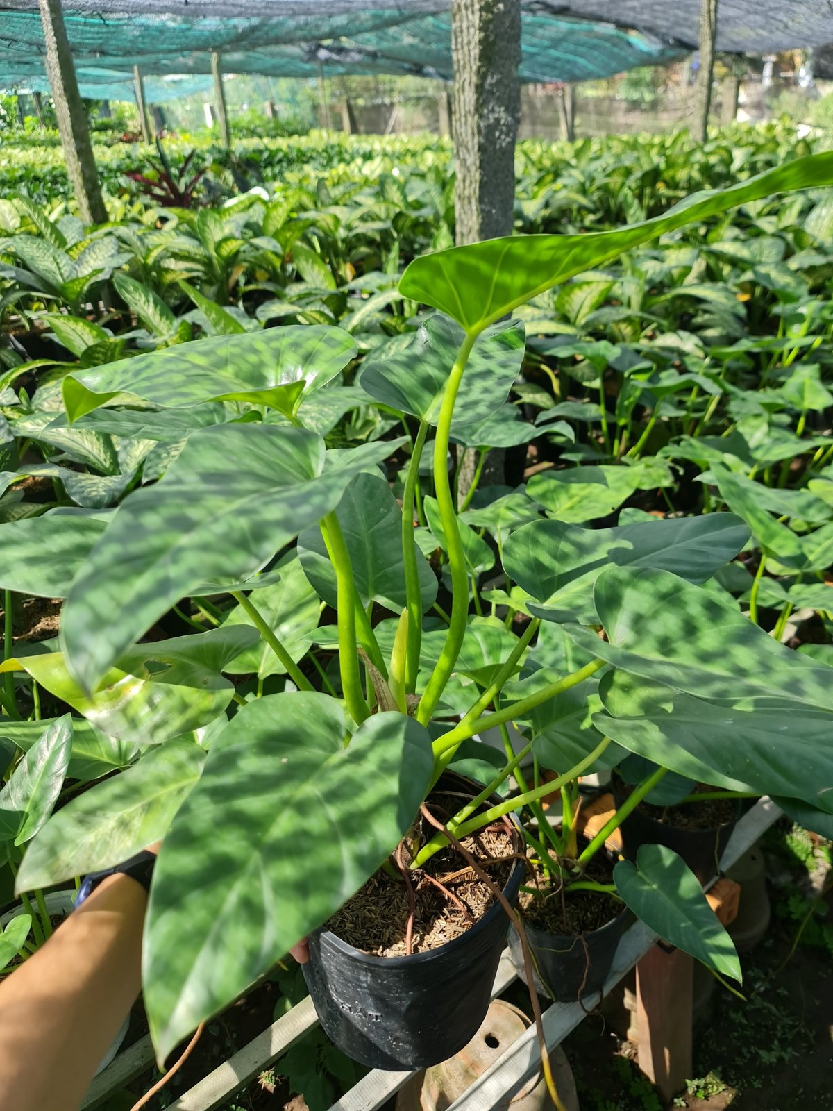 CÂY ĐẠI HOÀNG PHÚ, (cao 50cm), cây phong thủy hút tài lộc để bàn mini GIÁ RẺ, lọc không khí, Cây Tươi Nguyên CTN0460 2