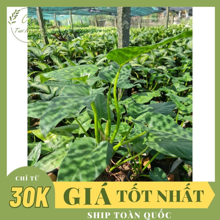 CÂY ĐẠI HOÀNG PHÚ, (cao 50cm), cây phong thủy hút tài lộc để bàn mini GIÁ RẺ, lọc không khí, Cây Tươi Nguyên CTN0460