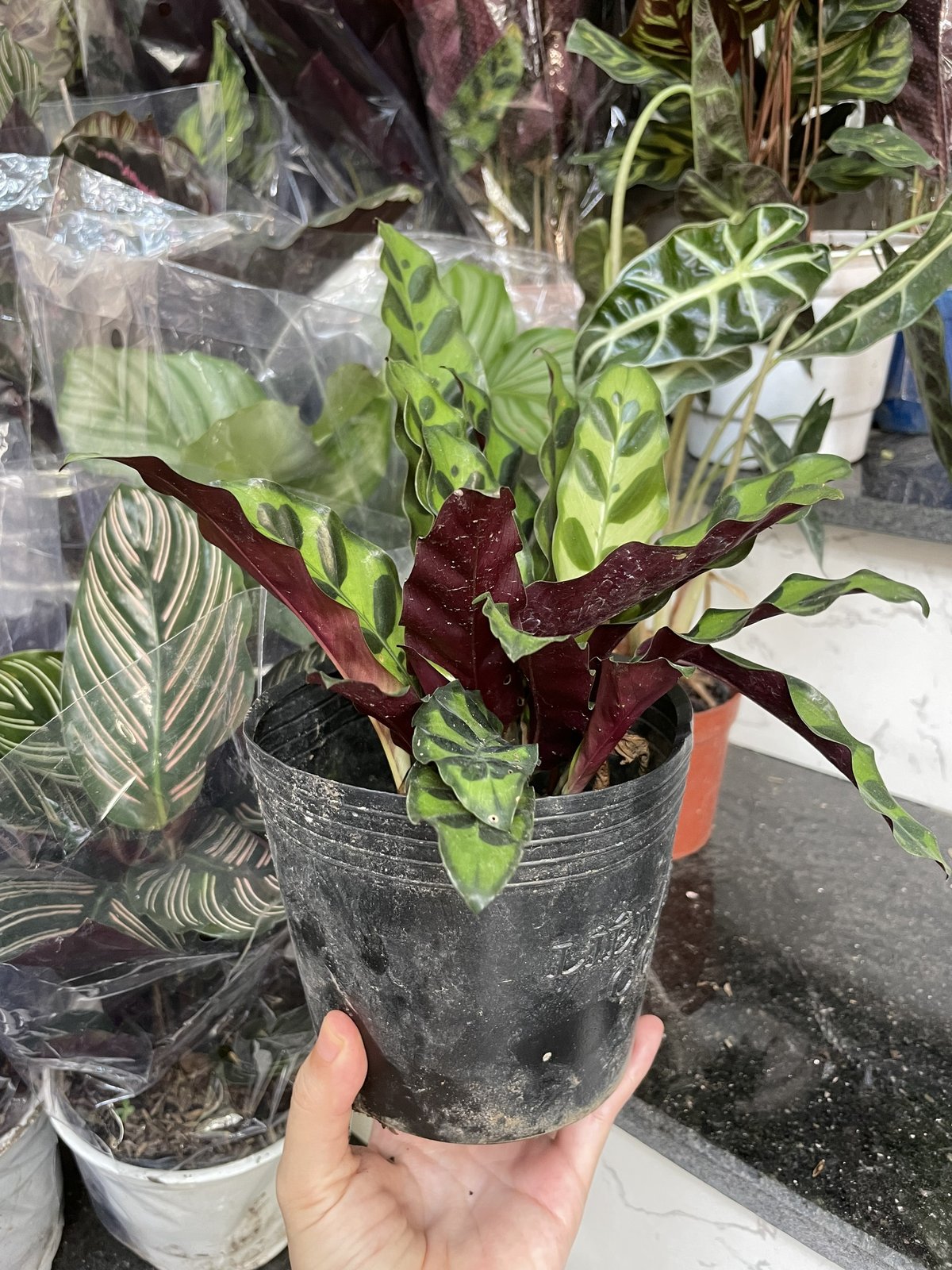 CÂY ĐUÔI PHỤNG ĐỎ Nhỏ, (cao 10cm), cây phong thủy hút tài lộc để bàn mini GIÁ RẺ, lọc không khí, Cây Tươi Nguyên CTN0030 3