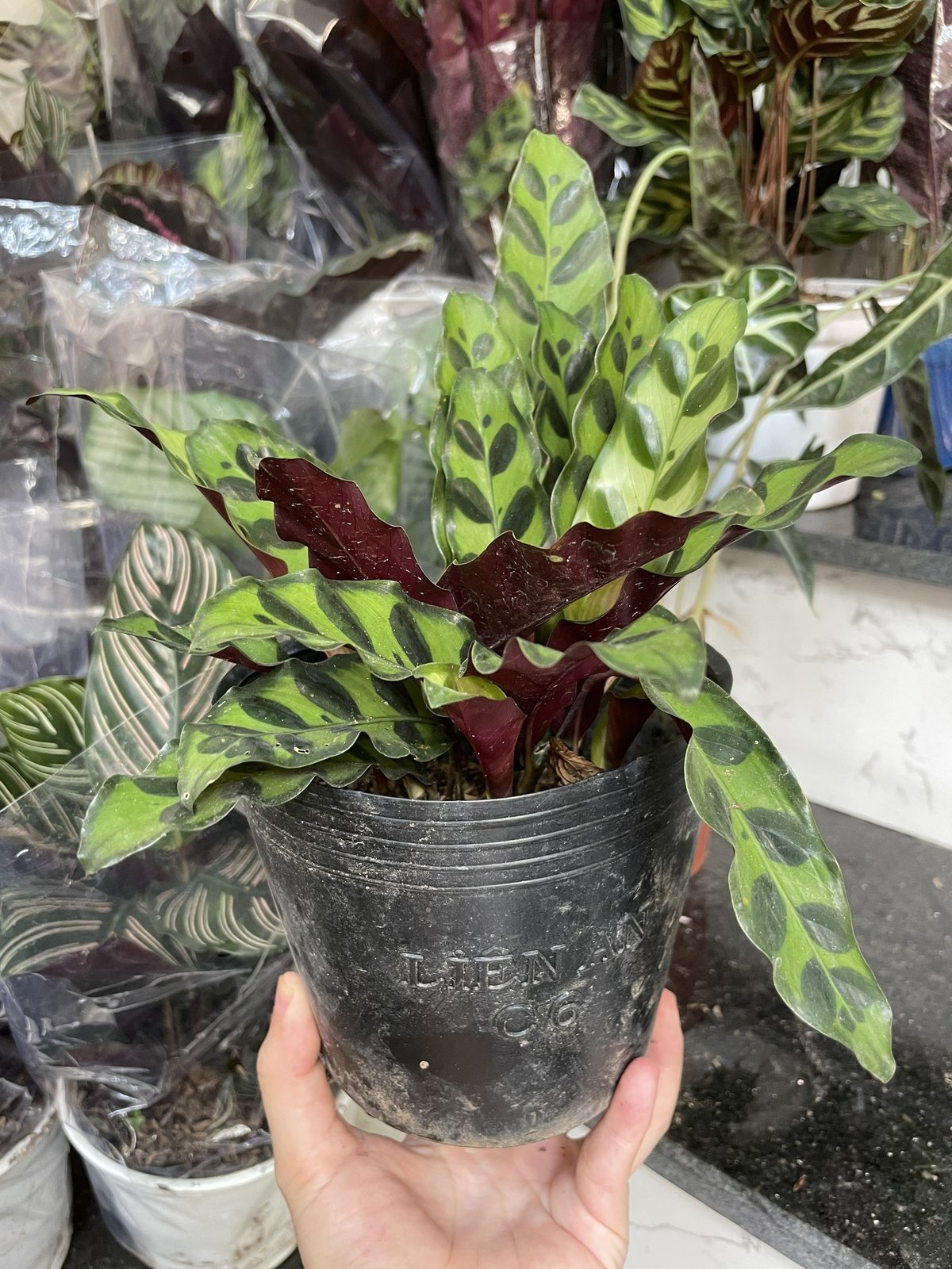 CÂY ĐUÔI PHỤNG ĐỎ Nhỏ, (cao 10cm), cây phong thủy hút tài lộc để bàn mini GIÁ RẺ, lọc không khí, Cây Tươi Nguyên CTN0030 2