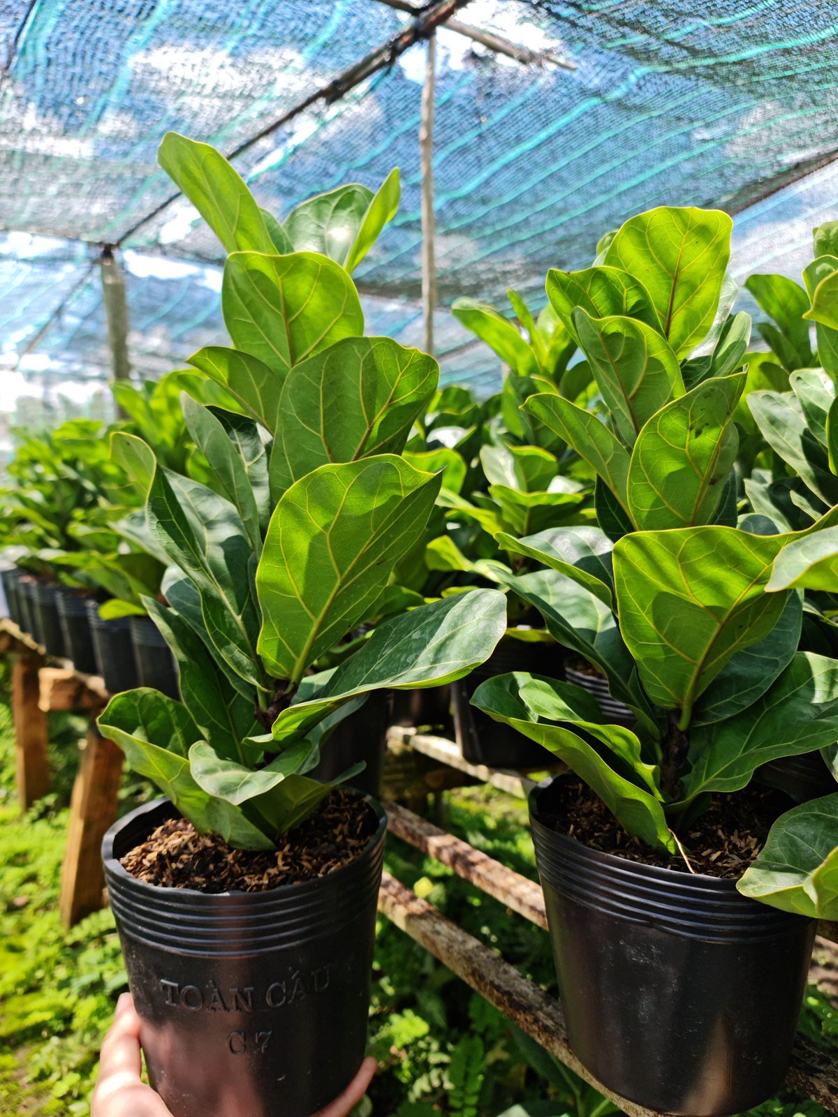 CÂY BÀNG SINGAPORE MINI ,(cao 20-25cm), cây phong thủy hút tài lộc để bàn mini GIÁ RẺ, lọc không khí, Cây Tươi Nguyên CNT0490 2