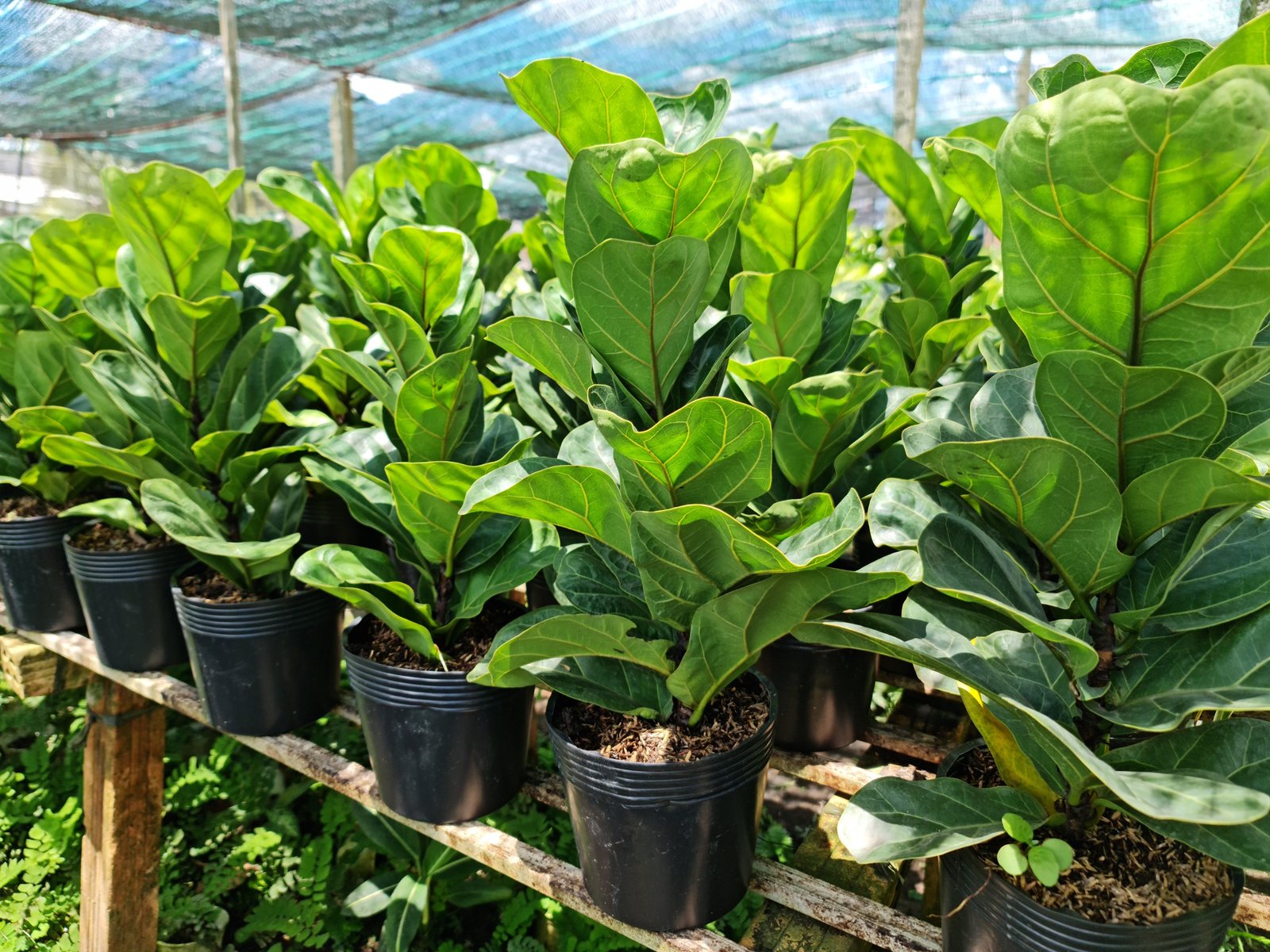 CÂY BÀNG SINGAPORE MINI ,(cao 20-25cm), cây phong thủy hút tài lộc để bàn mini GIÁ RẺ, lọc không khí, Cây Tươi Nguyên CNT0490 3