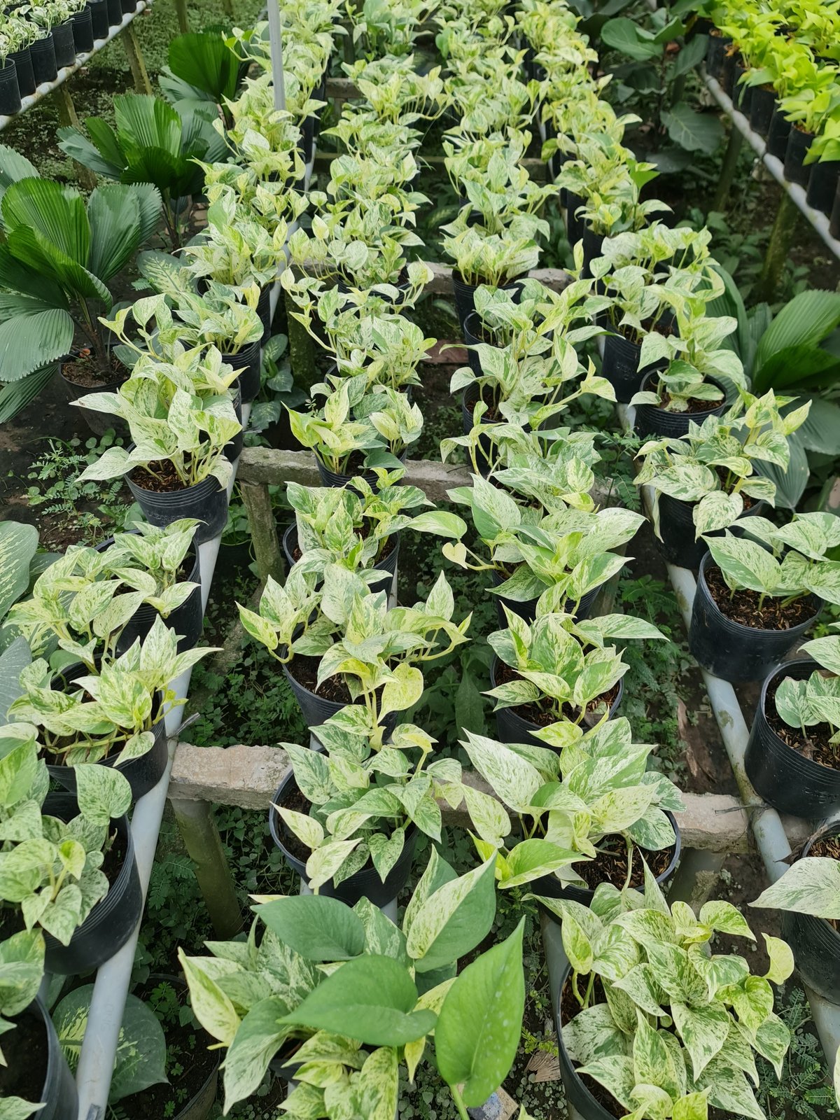 CÂY TRẦU BÀ LÁ SỮA, (cao 25cm), cây phong thủy hút tài lộc để bàn mini GIÁ RẺ, lọc không khí, Cây Tươi Nguyên CTN0410 3