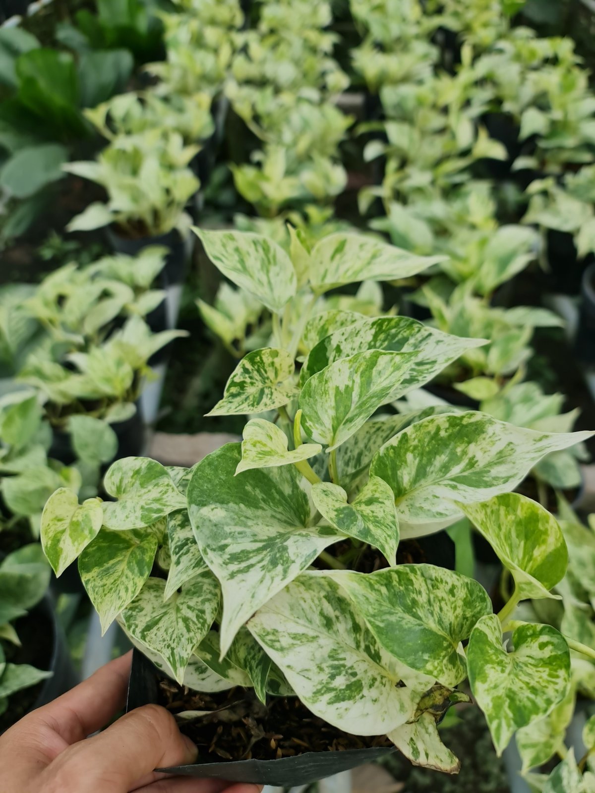 CÂY TRẦU BÀ LÁ SỮA, (cao 25cm), cây phong thủy hút tài lộc để bàn mini GIÁ RẺ, lọc không khí, Cây Tươi Nguyên CTN0410 2