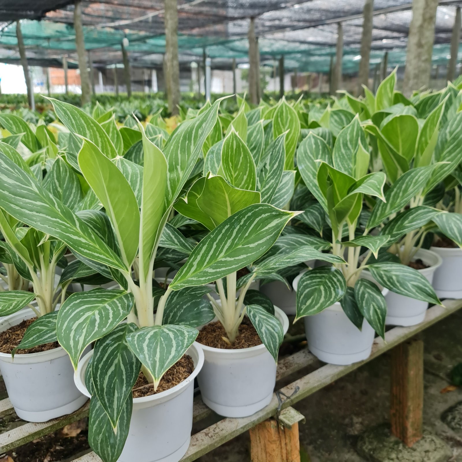 CÂY BẠCH MÃ HOÀNG TỬ, (cao 30cm), cây phong thủy hút tài lộc để bàn mini GIÁ RẺ, lọc không khí, Cây Tươi Nguyên CTN0350 3