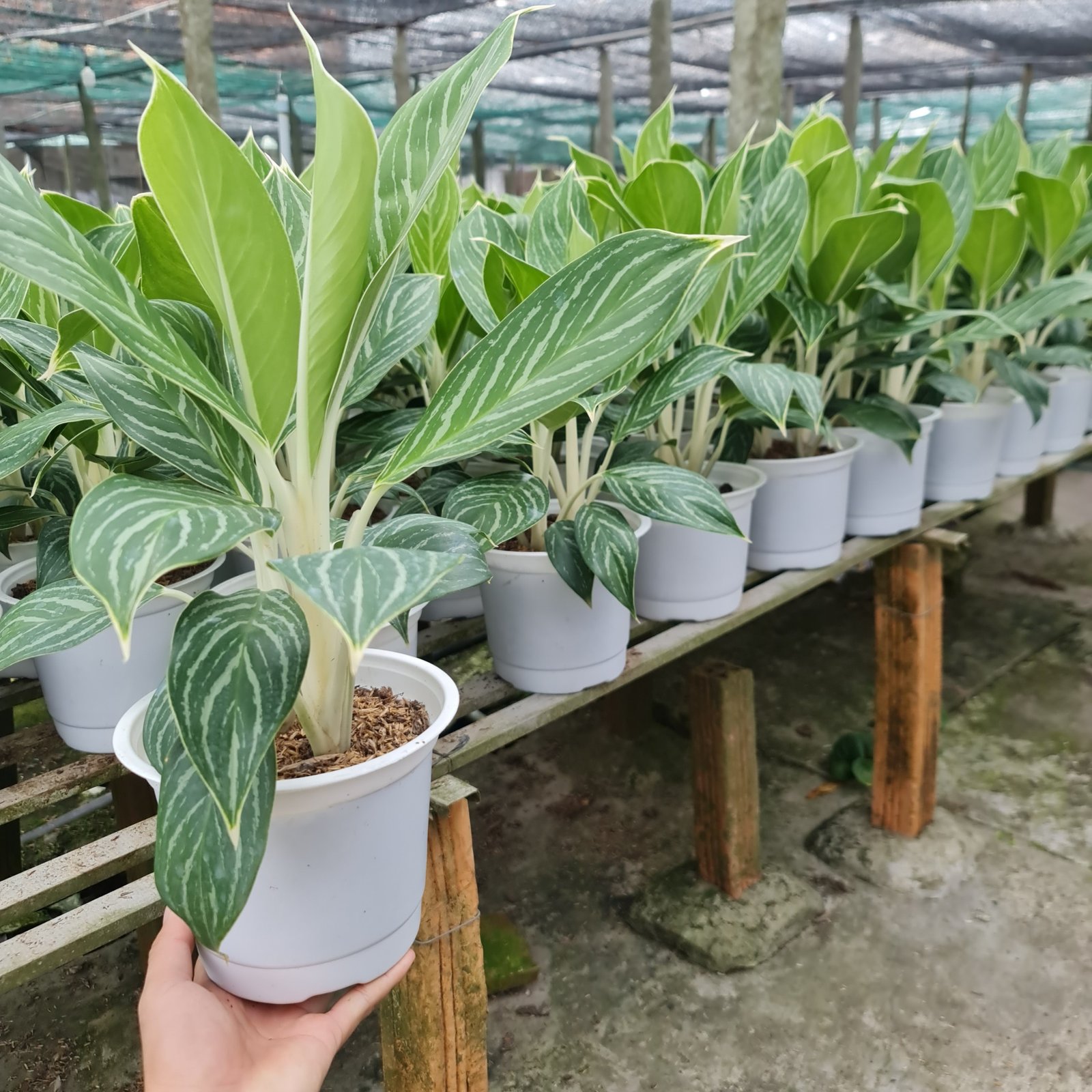 CÂY BẠCH MÃ HOÀNG TỬ, (cao 30cm), cây phong thủy hút tài lộc để bàn mini GIÁ RẺ, lọc không khí, Cây Tươi Nguyên CTN0350 2