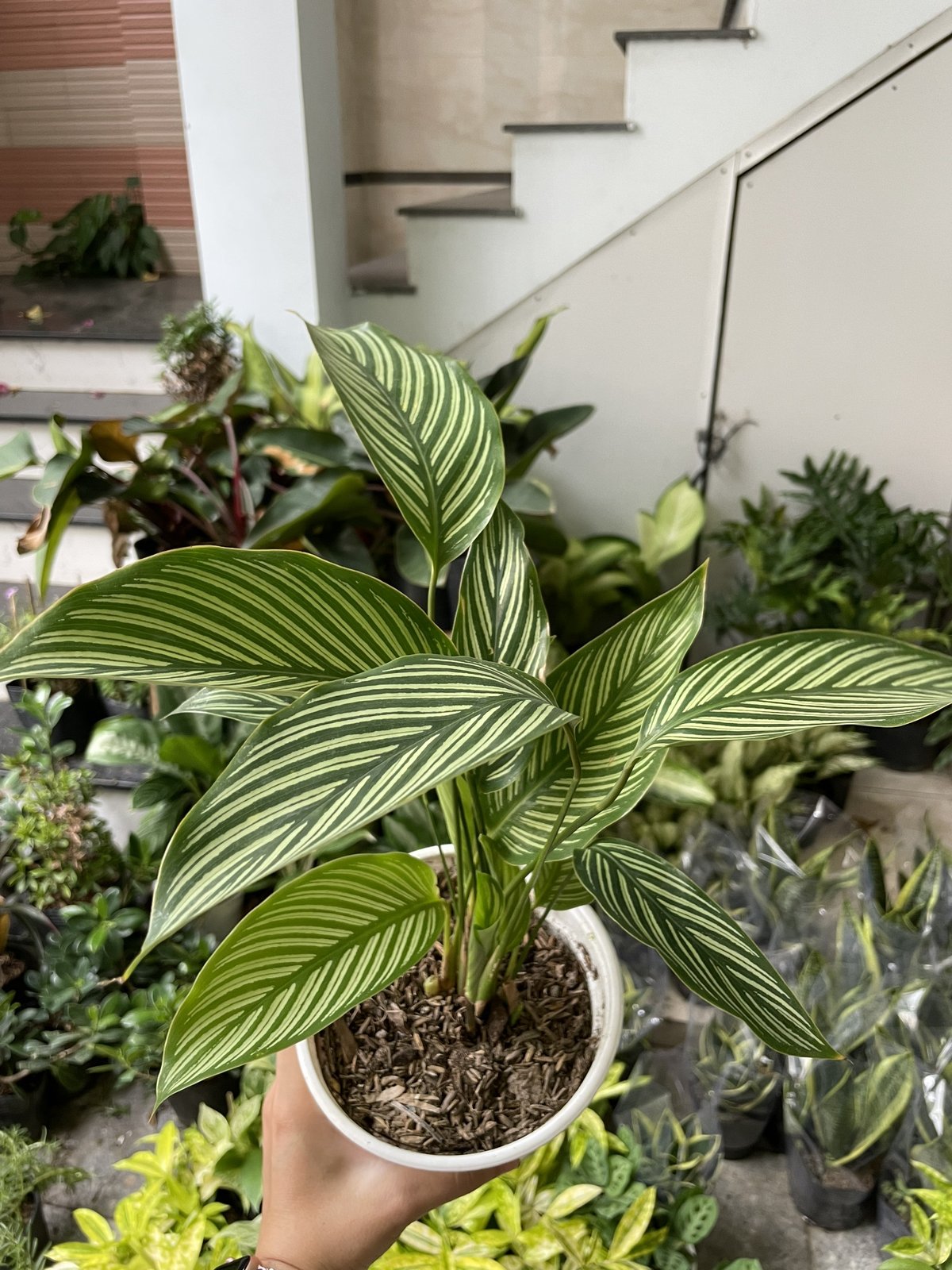 CÂY ĐUÔI CÔNG XANH SỌC TRẮNG, (cao 25cm), cây phong thủy hút tài lộc để bàn mini GIÁ RẺ, lọc không khí, Cây Tươi Nguyên CTN0800 2