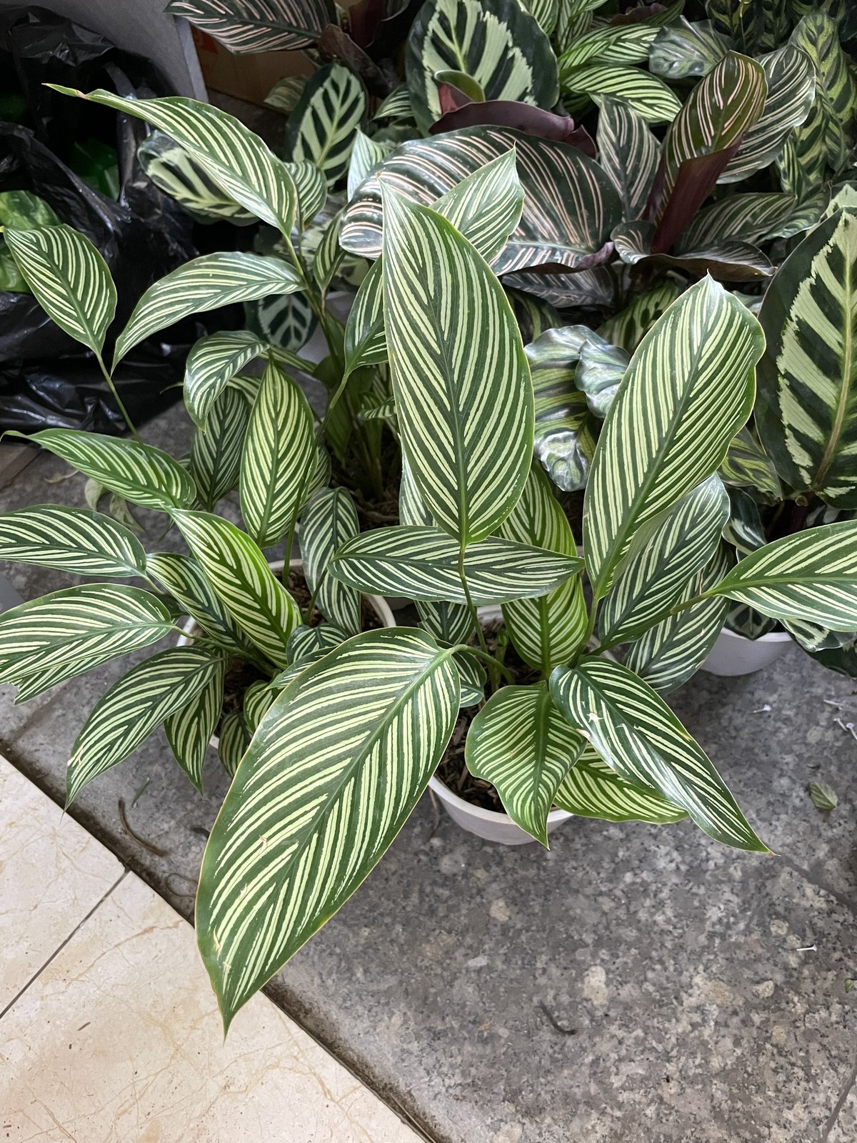 CÂY ĐUÔI CÔNG XANH SỌC TRẮNG, (cao 25cm), cây phong thủy hút tài lộc để bàn mini GIÁ RẺ, lọc không khí, Cây Tươi Nguyên CTN0800 3