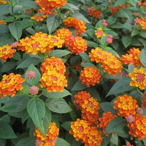 CÂY HOA NGŨ SẮC CAM - VÀNG, (cao 25cm), Cây cảnh, dễ trồng GIÁ RẺ, nở quanh năm, Cây Tươi Nguyên CTN0400 2