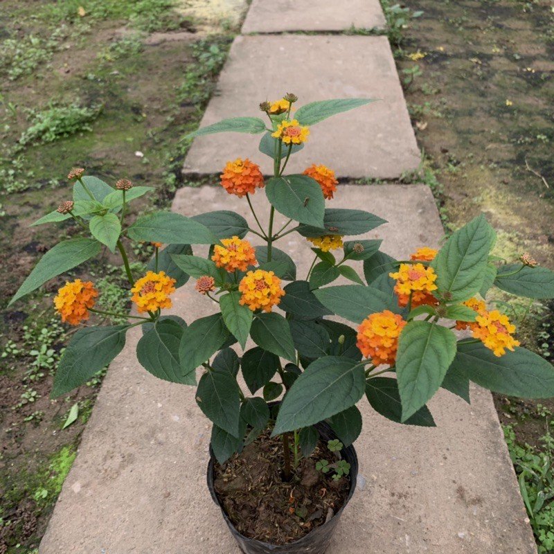 CÂY HOA NGŨ SẮC CAM - VÀNG, (cao 25cm), Cây cảnh, dễ trồng GIÁ RẺ, nở quanh năm, Cây Tươi Nguyên CTN0400 3