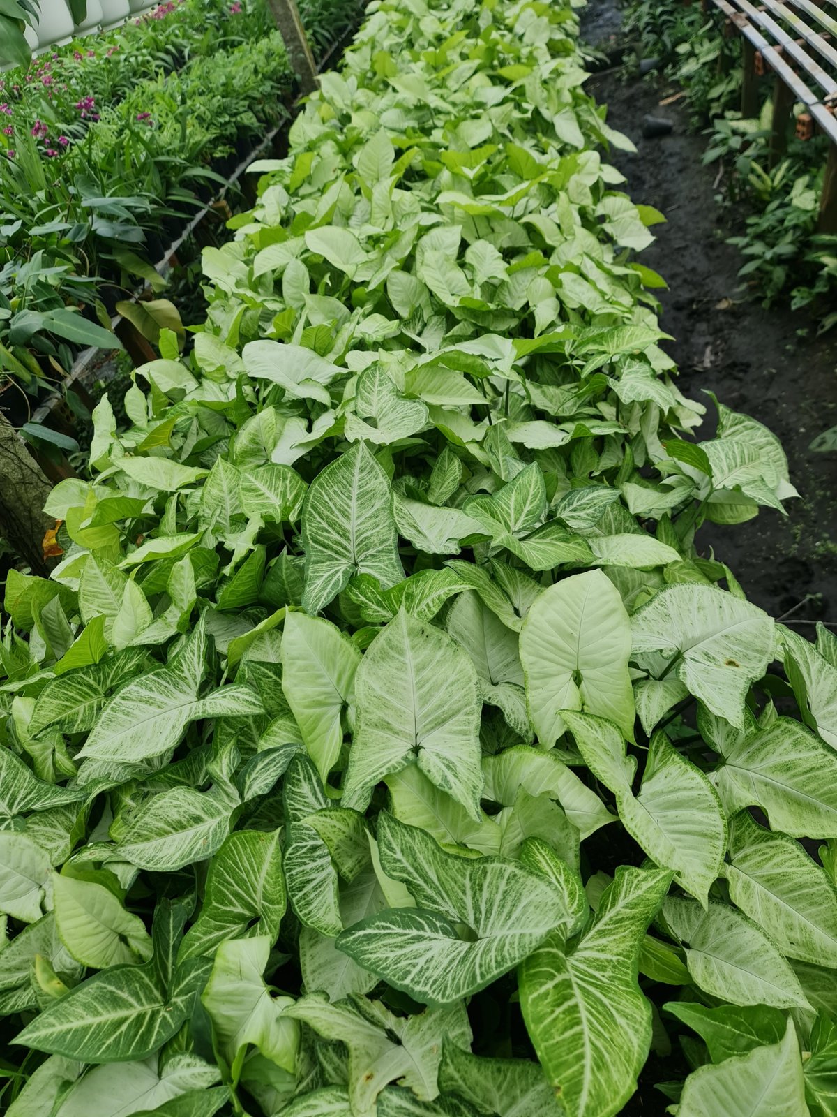 CÂY TRÓC BẠC, (cao 20cm), cây phong thủy hút tài lộc để bàn mini GIÁ RẺ, lọc không khí, Cây Tươi Nguyên CTN0340 3