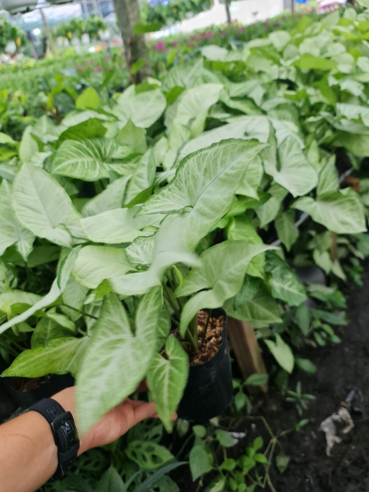 CÂY TRÓC BẠC, (cao 20cm), cây phong thủy hút tài lộc để bàn mini GIÁ RẺ, lọc không khí, Cây Tươi Nguyên CTN0340 2