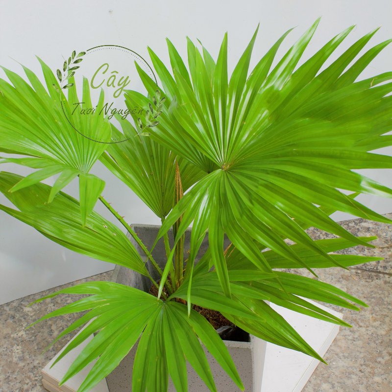 CÂY CỌ NHẬT, (cao 30cm), cây phong thủy hút tài lộc để bàn mini GIÁ RẺ, lọc không khí, Cây Tươi Nguyên CTN0730 3