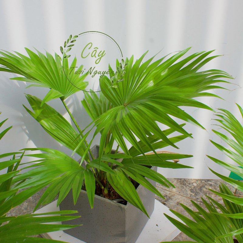 CÂY CỌ NHẬT, (cao 30cm), cây phong thủy hút tài lộc để bàn mini GIÁ RẺ, lọc không khí, Cây Tươi Nguyên CTN0730 2