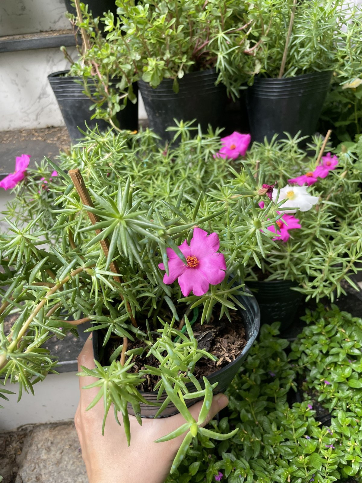 CÂY HOA MƯỜI GIỜ MỸ ĐƠN, (cao 20cm), Cây cảnh, dễ trồng GIÁ RẺ, nở quanh năm, Cây Tươi Nguyên CTN0670 2