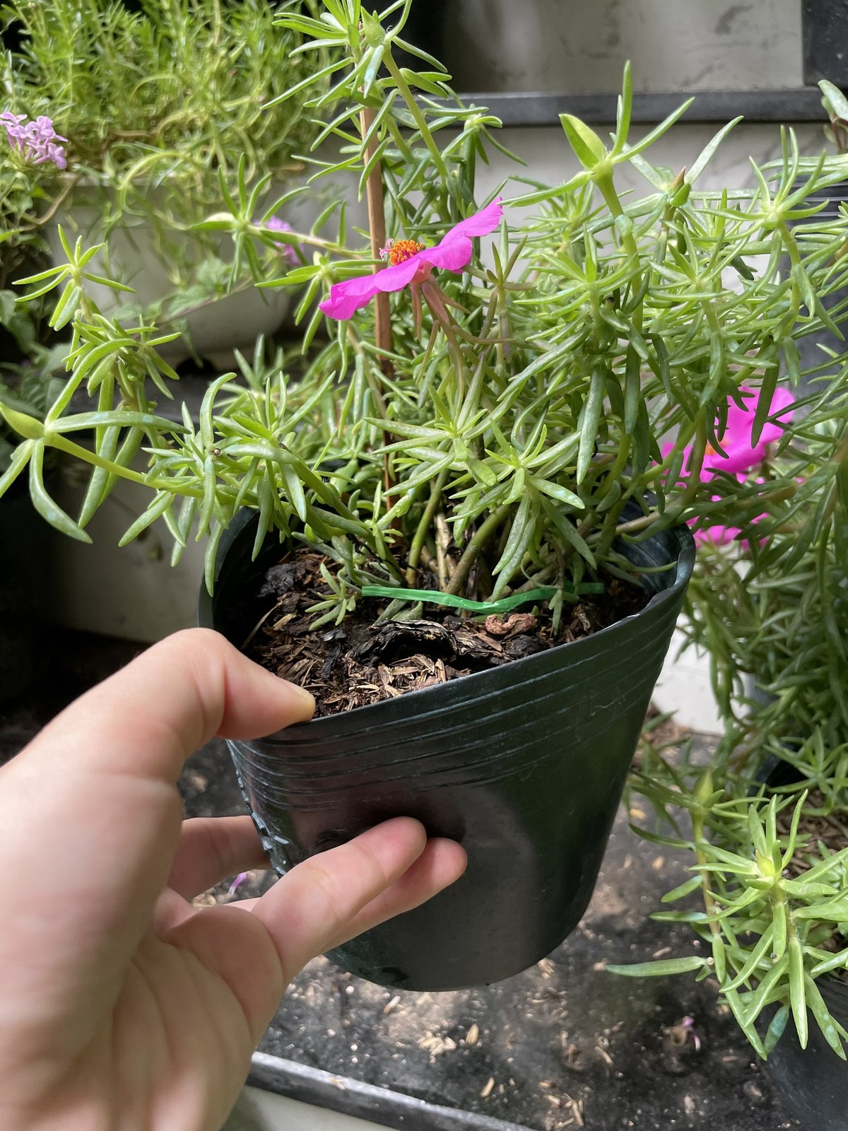 CÂY HOA MƯỜI GIỜ MỸ ĐƠN, (cao 20cm), Cây cảnh, dễ trồng GIÁ RẺ, nở quanh năm, Cây Tươi Nguyên CTN0670 3