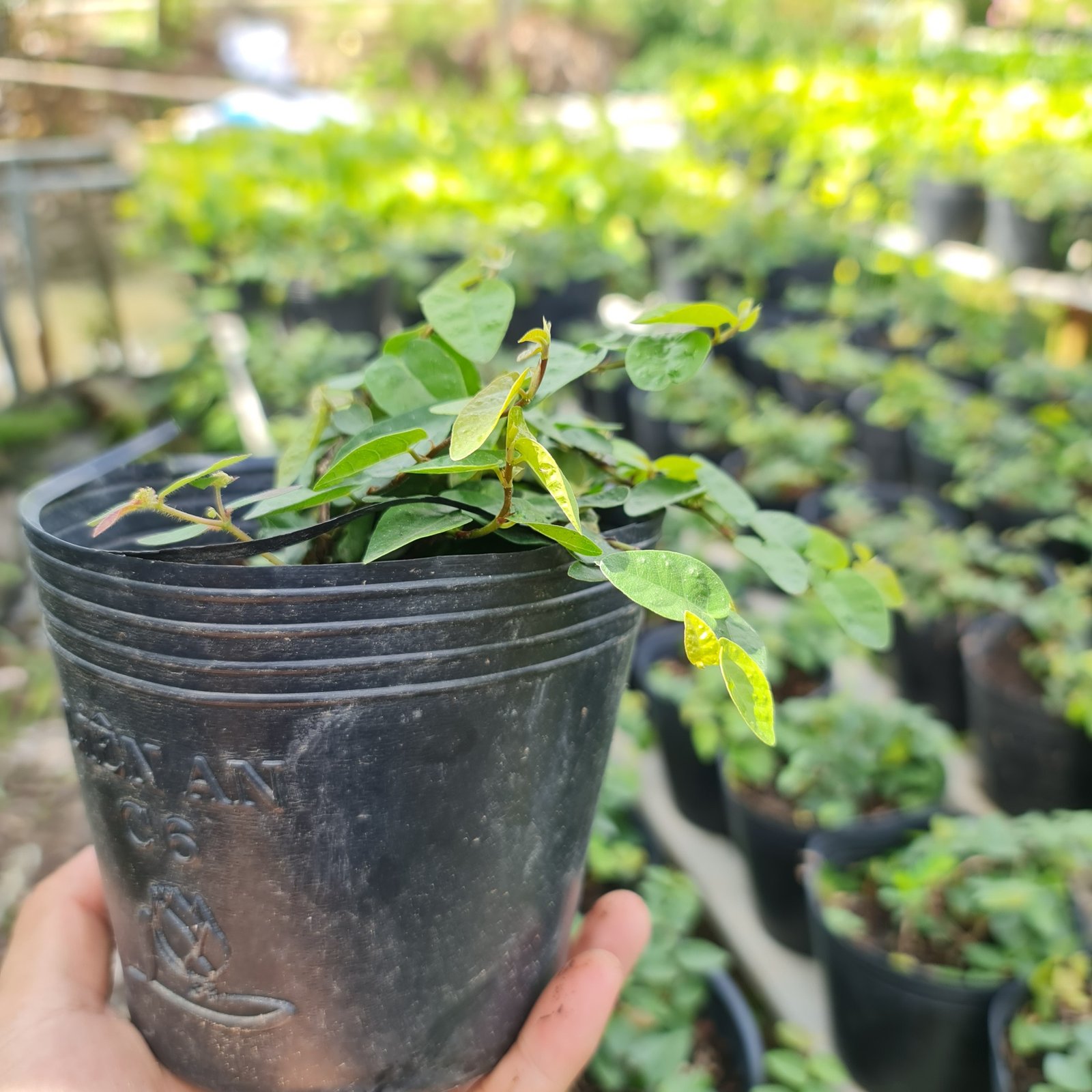 CÂY VẢY ỐC ( THẰN LẰN BÒ), (cao 10cm), cây phong thủy hút tài lộc để bàn mini GIÁ RẺ, lọc không khí, Cây Tươi Nguyên CTN0370 2