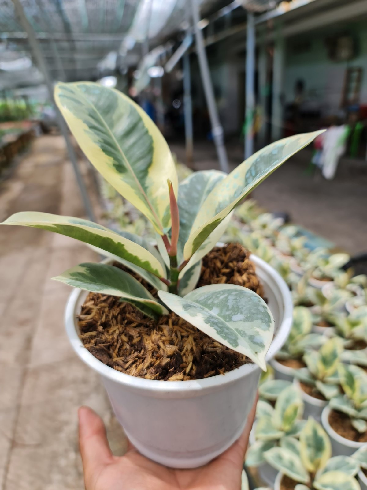 CÂY ĐA CẨM THẠCH (VAR), (cao 30cm), cây phong thủy hút tài lộc để bàn mini GIÁ RẺ, lọc không khí, Cây Tươi Nguyên CTN0200 3