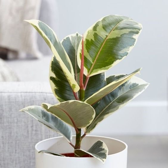CÂY ĐA CẨM THẠCH (VAR), (cao 30cm), cây phong thủy hút tài lộc để bàn mini GIÁ RẺ, lọc không khí, Cây Tươi Nguyên CTN0200 2