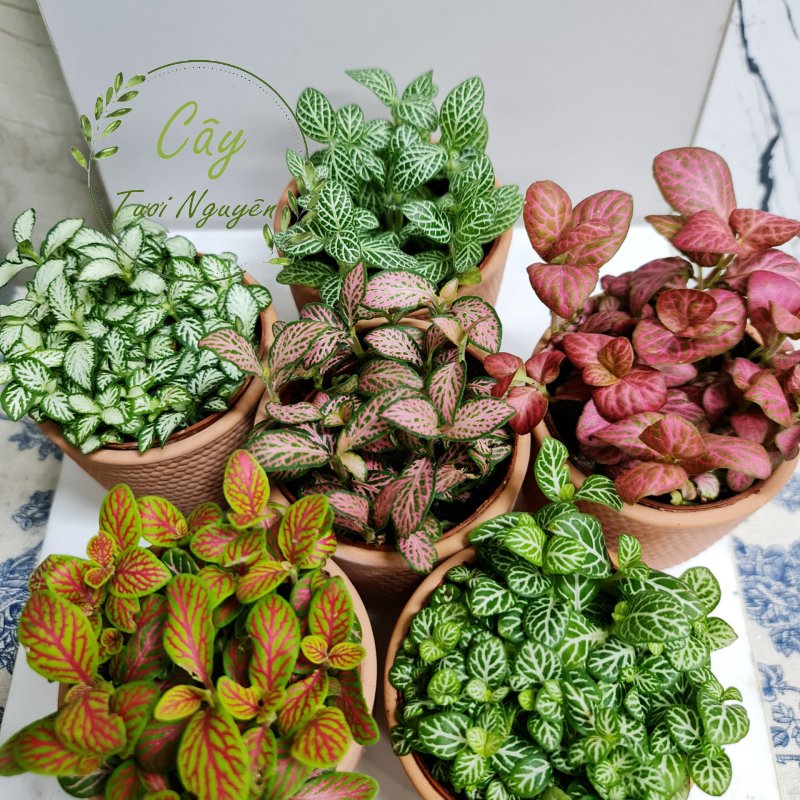 [Mua 2 giảm 15K ship] CÂY CẨM NHUNG FITTONIA (cây may mắn), (cao 5cm), cây phong thủy hút tài lộc để bàn mini GIÁ RẺ, lọc không khí, Cây Tươi Nguyên CTN0140 2
