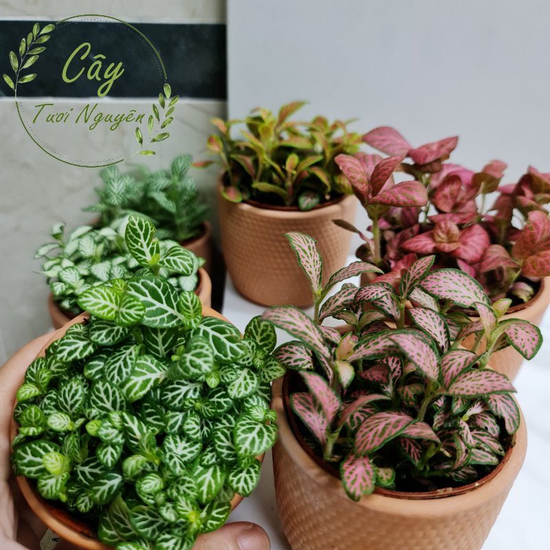 [Mua 2 giảm 15K ship] CÂY CẨM NHUNG FITTONIA (cây may mắn), (cao 5cm), cây phong thủy hút tài lộc để bàn mini GIÁ RẺ, lọc không khí, Cây Tươi Nguyên CTN0140 3