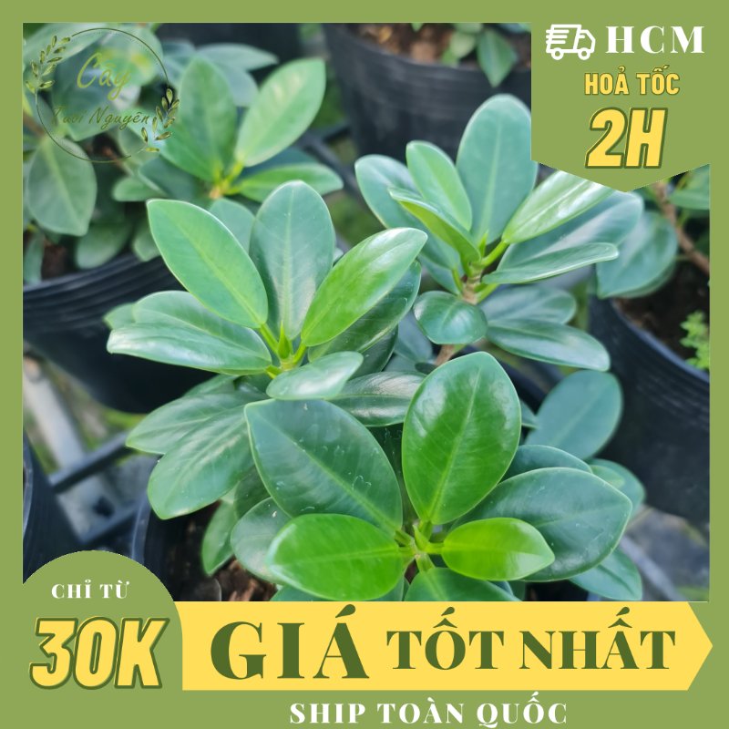 CÂY SI NHẬT (Cây Sanh), (cao 20cm), cây phong thủy hút tài lộc để bàn mini GIÁ RẺ, lọc không khí, Cây Tươi Nguyên CTN0510