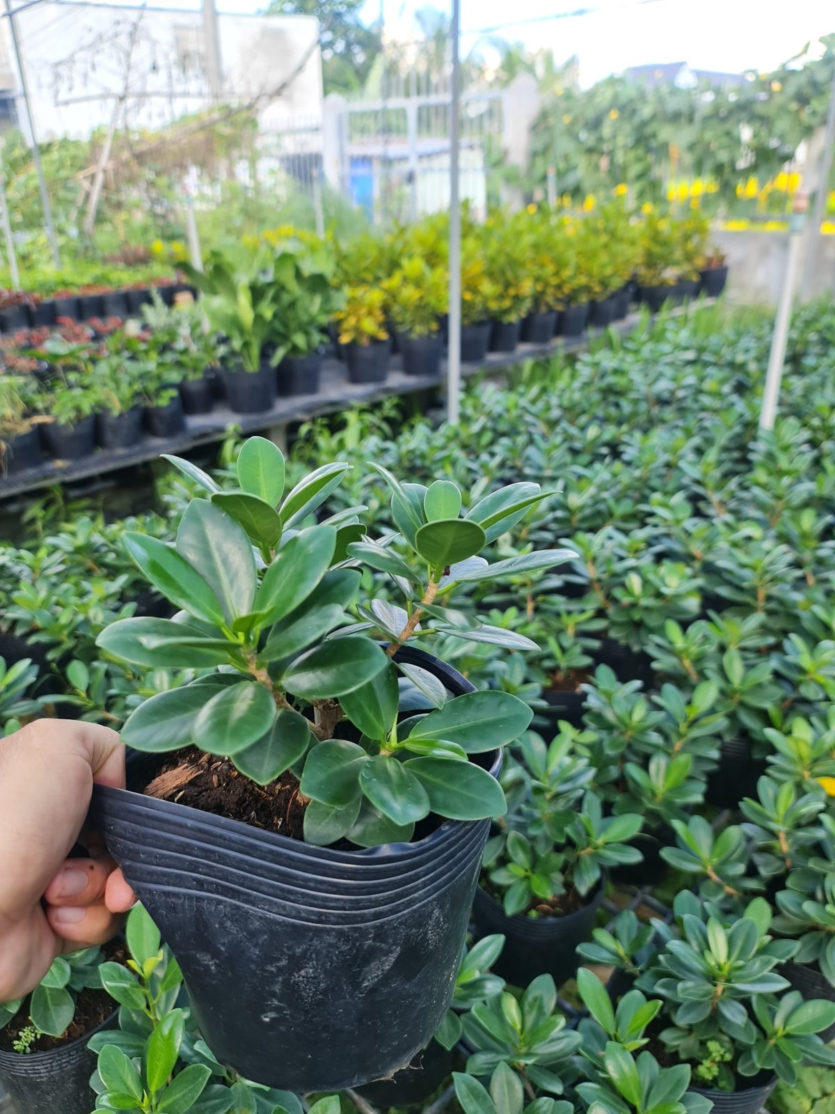 CÂY SI NHẬT (Cây Sanh), (cao 20cm), cây phong thủy hút tài lộc để bàn mini GIÁ RẺ, lọc không khí, Cây Tươi Nguyên CTN0510 3