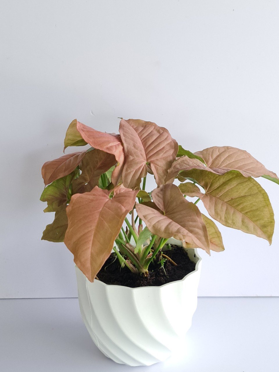 CÂY TRẦU BÀ HỒNG, (cao 15cm), cây phong thủy hút tài lộc để bàn mini GIÁ RẺ, lọc không khí, Cây Tươi Nguyên CTN0310 2