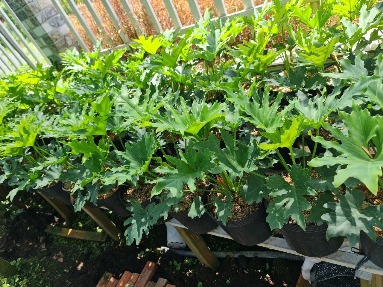 CÂY TRẦU BÀ THANH XUÂN 2 Size, cây phong thủy hút tài lộc để bàn mini GIÁ RẺ, lọc không khí, Cây Tươi Nguyên CTN0190 3